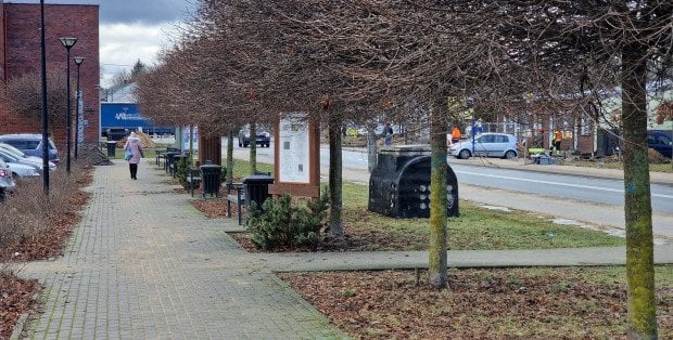 Jest szansa na ratunek dla drzew w Falenicy. Są przeznaczone do wycinki