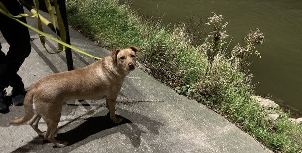 Obowiązkowe czipowanie psów. Co myślą o tym samorządy i schroniska?