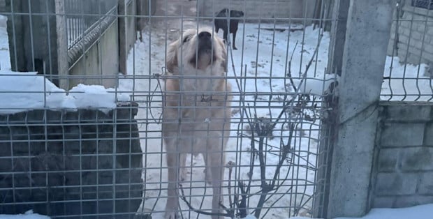 Skargi na wójta ws. schroniska odrzucane. „Należy się zająć problemami zwierząt, nie gnębieniem urzędów”