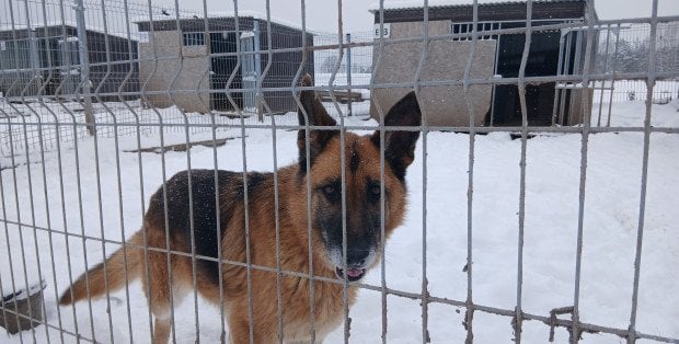 Znamy wyniki kontroli w schroniskach na Mazowszu. W 10 stwierdzono nieprawidłowości
