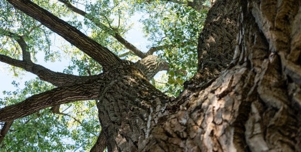 Topola Obrońców z Ochoty finalistą konkursu Drzewo Roku 2026