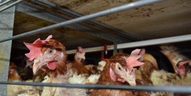 „Uciążliwe zapachy i hałas, nie chcemy tego u nas”. Protest ws. budowy fermy kurczaków w Tończy