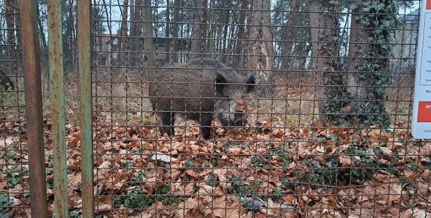 Sto dzików w miesiąc. Józefów szykuje się na odstrzał redukcyjny