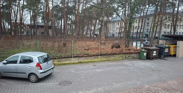 Odstrzał dzików w Warszawie. 75 od początku tego roku
