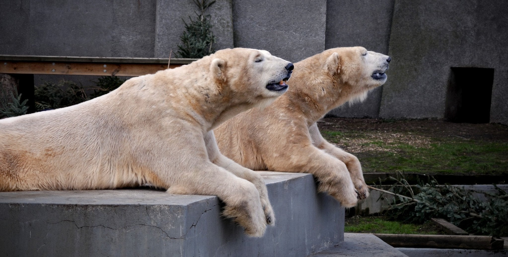 Tydzień Misji ZOO 2026 startuje w sobotę w Warszawskim ZOO