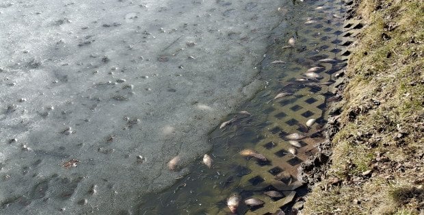Ponad sto kilo martwych ryb w siedleckim stawie. Trwa odławianie