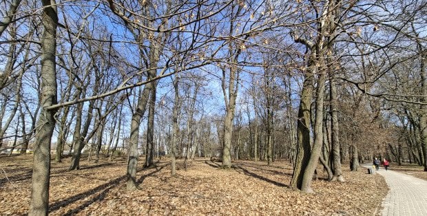 Będą nowe nasadzenia, ścieżki, oświetlenie. Stary Park w Siedlcach czeka rewitalizacja