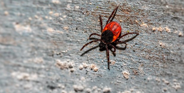 „Egzotyczne giganty“ sieją postrach. Nowy gatunek kleszcza w Polsce