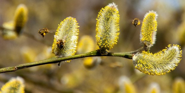 Co teraz pyli? Sezon alergii w Polsce już trwa