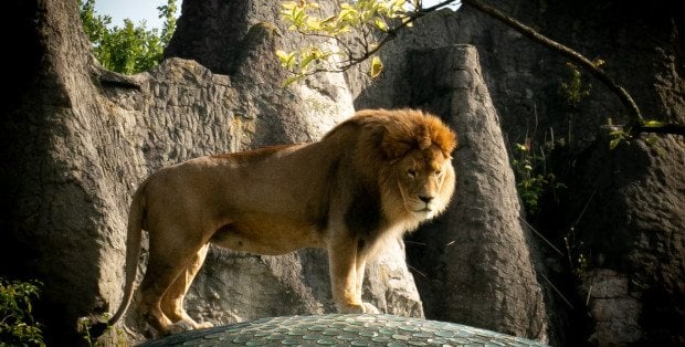 Trwa TyDzień Misji ZOO w Polsce. Warszawski Ogród ma już 98 lat