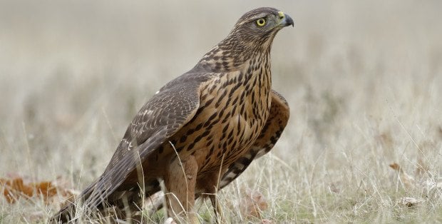 Rozpoczyna się walka z mewami. Do akcji wkracza myszołowiec Lucek z pierzastymi kompanami