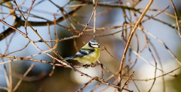 Początek astronomicznej wiosny. Co to równonoc wiosenna?