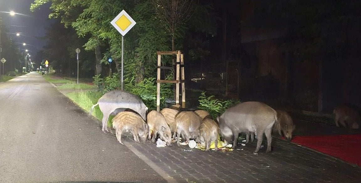 Co z odstrzałem dzików w Józefowie? Starosta Otwocki odpowiada