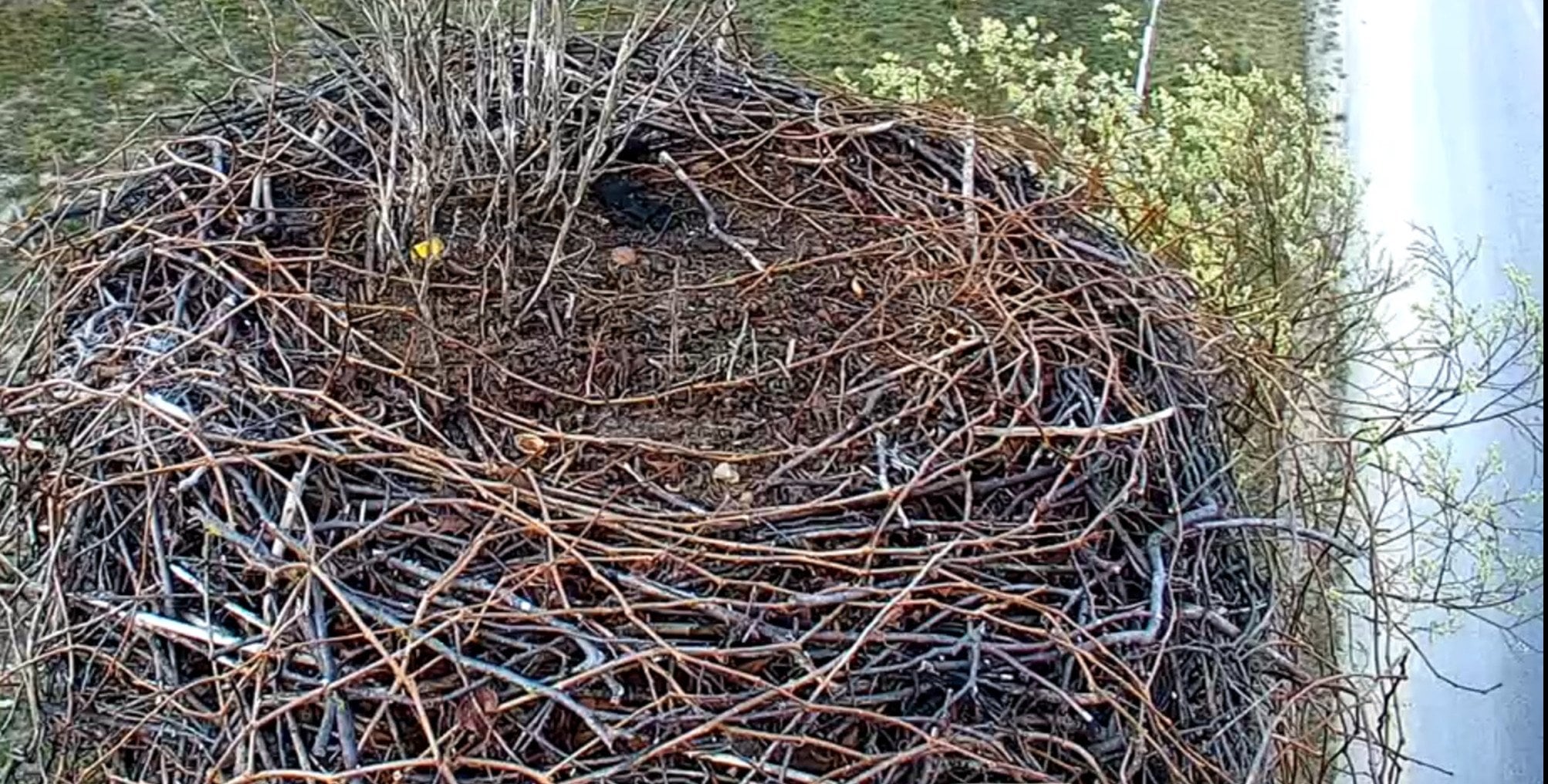 Ruszyła relacja z bocianiego gniazda. Trwa oczekiwanie na przylot ptaków