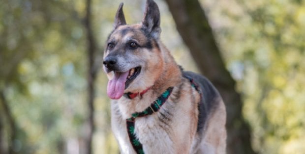 Zmień życie na czterech łapach. Schronisko na Paluchu zaprasza na „Adoptuj Warszawiaka”