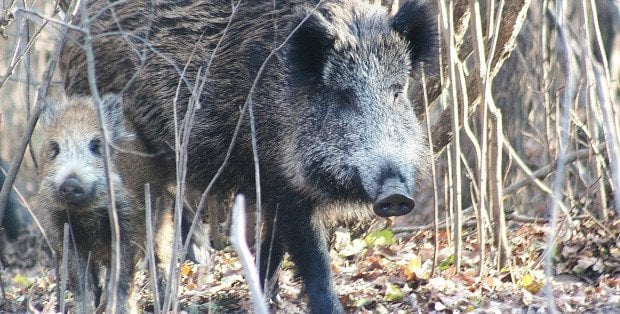 Ponad tysiąc interwencji ws. dzików. Prezydent Warszawy apeluje do mieszkańców