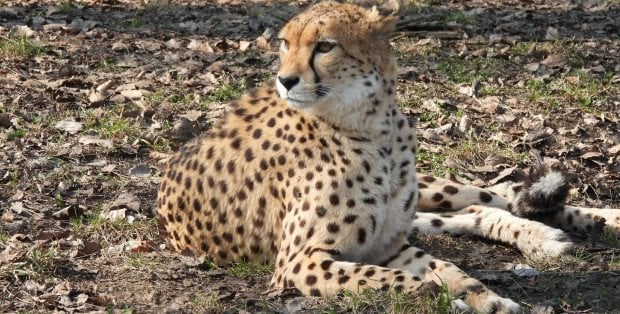 Drożeją bilety do warszawskiego zoo. Podwyżka już od kwietnia