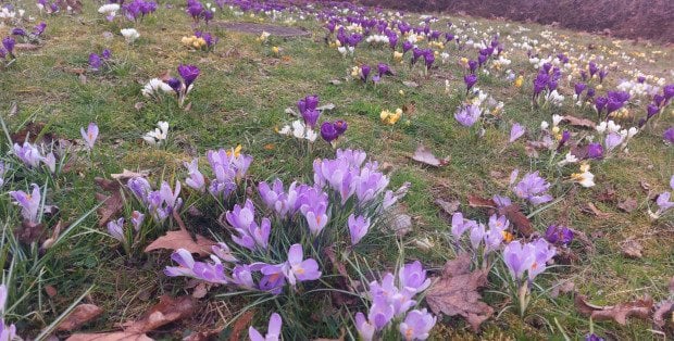 Jaka pogoda na Wielkanoc? Czeka nas doprawdy lany poniedziałek