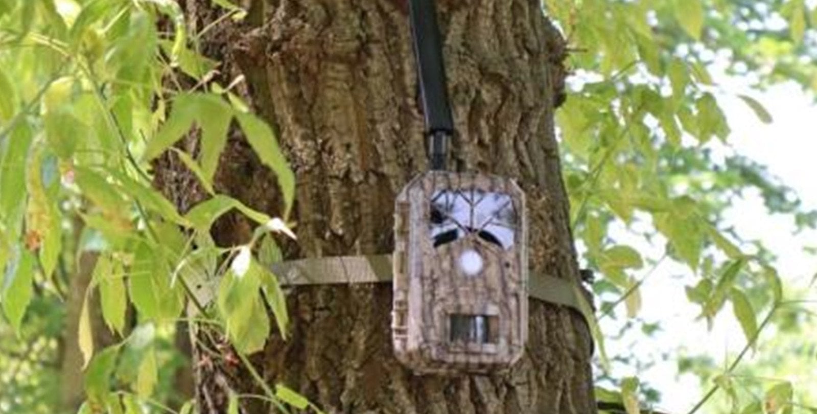 Zainstalowali fotopułapki. „To największe oręże w walce z rozjeżdżaniem lasów”