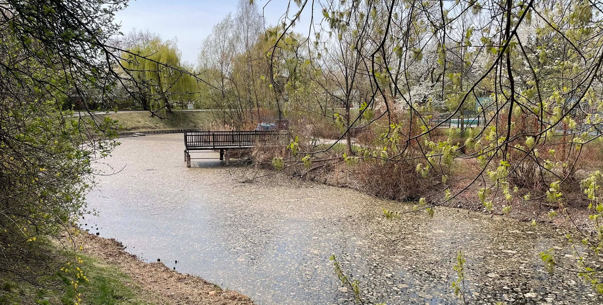 Zamiast stawu zarośnietę bajoro. Co się dzieje z kanałem w Parku Szczęśliwickim?