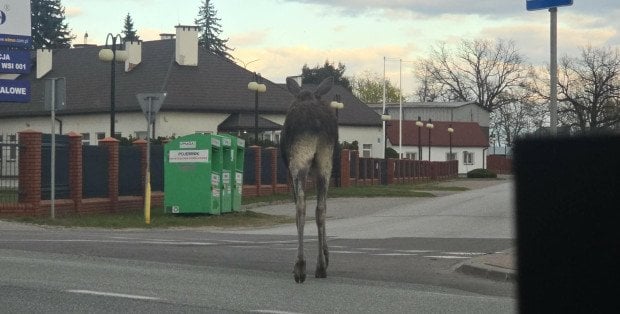 Pod Siedlcami ulicami spaceruje wielki łoś. "Wyprowadzali go, ale wraca"