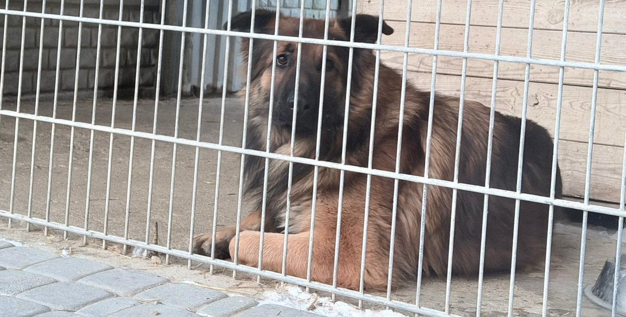 "Bezdomnych zwierząt nie ma kto przyjmować". Problem gmin na Mazowszu