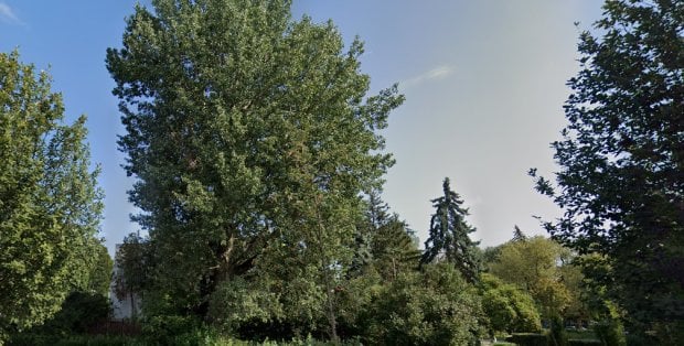 Co ze 120-letnią topolą na Saskiej Kępie? Deweloper uspokaja mieszkańców