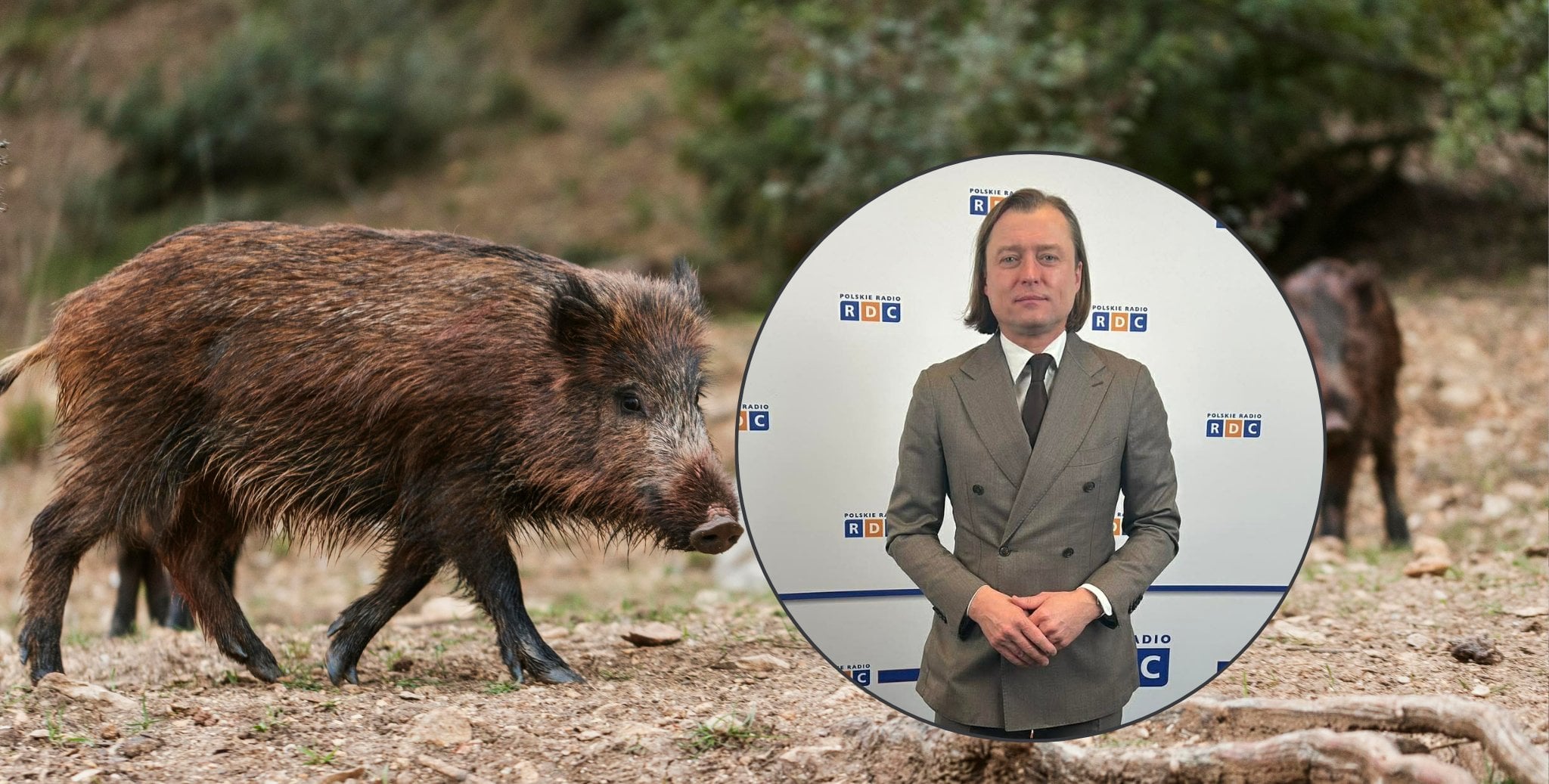 Prezydent stolicy zapowiada zespół ekspertów ws. dzików. Wojewoda mówi o okrągłym stole