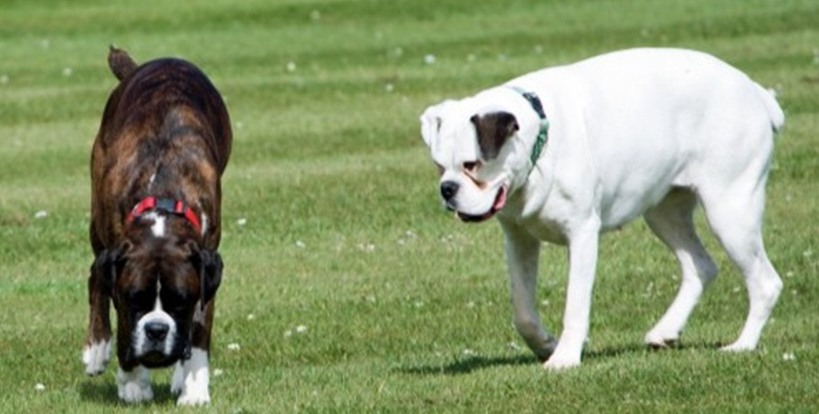 Sejm za czipowaniem wszystkich psów i kotów mających właścicieli