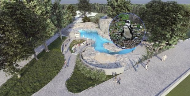 Nowy pawilon dla pingwinów w Warszawskim ZOO prawie gotowy. Tak teraz wygląda