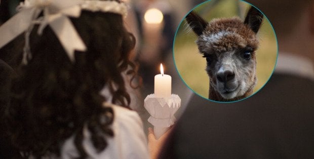 Wynajmują choćby alpaki. Ile kosztuje organizacja Pierwszej Komunii Świętej w 2026 roku?