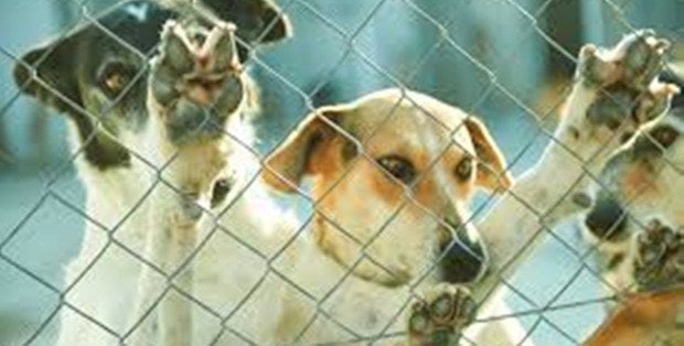 "Mazowsze dla zwierząt". Do 97 gmin trafi 1,5 mln zł m.in. na czipowanie psów i kotów