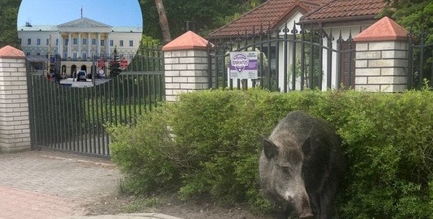 Antykoncepcja wśród dzików w Warszawie? Pracuje nad tym specjalny zespół