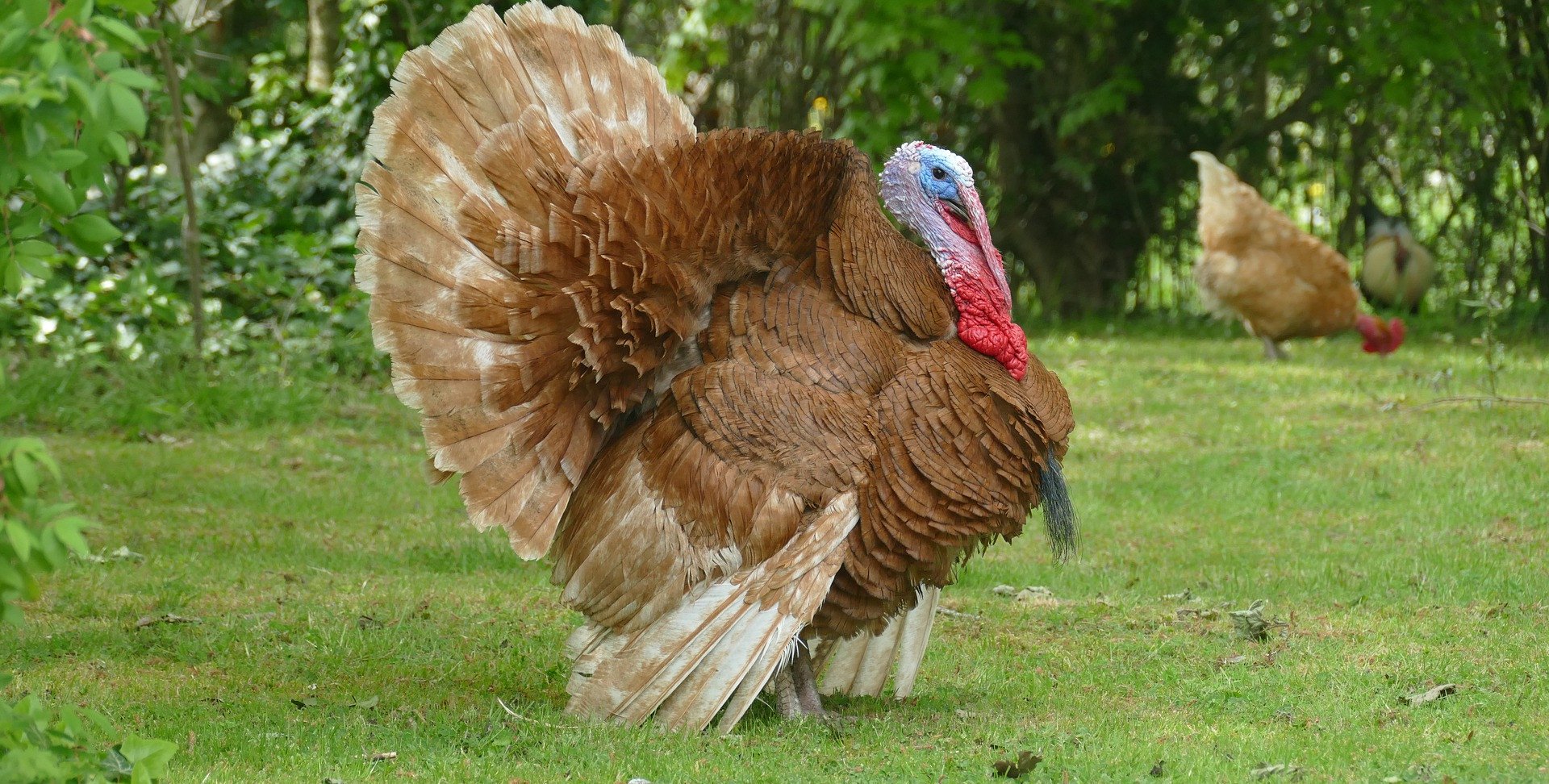 Powstał zespół do zwalczania ptasiej grypy na Mazowszu. "Działa w trybie zadaniowym"