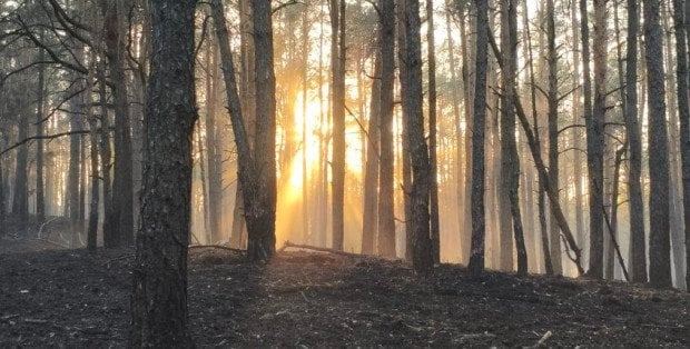 Pożar lasu w podwarszawskiej Zielonce. "Wiatr nie poprawia sytuacji pożarowej"