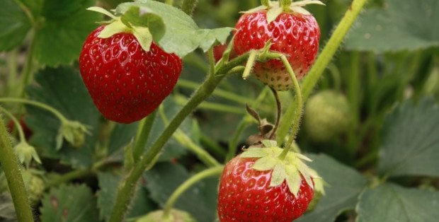 Truskawki w tym roku będą droższe. Sadownicy walczą ze skutkami przymrozków