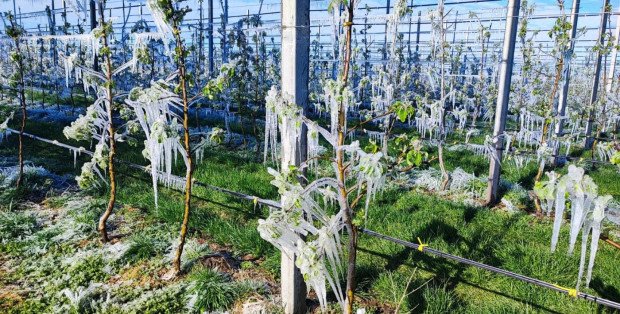 "Krajobraz będzie jak po wojnie". Sadownicy apelują o pomoc do MRiRW