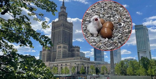 Pisklę sokoła wędrownego wykluło się na PKiN. Mamy nagranie