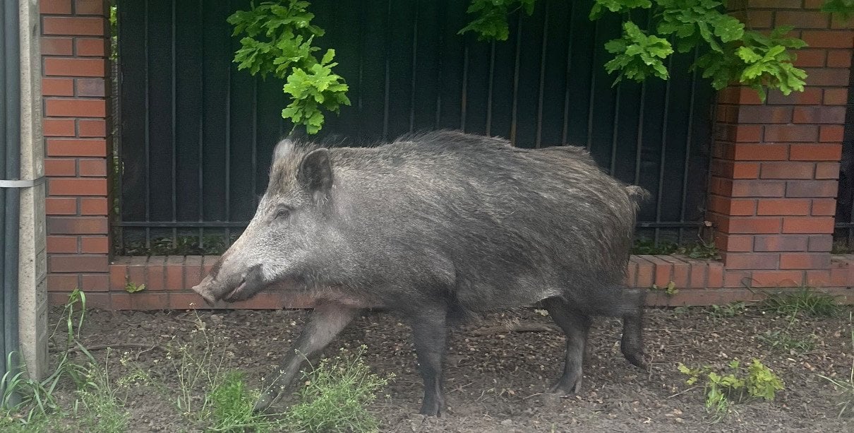 Redukcyjny odstrzał dzików w Józefowie. Wiemy, ile zwierząt zastrzelono