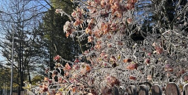 Zmarznięte magnolie i tulipany. Nocne przymrozki wykończą rośliny?