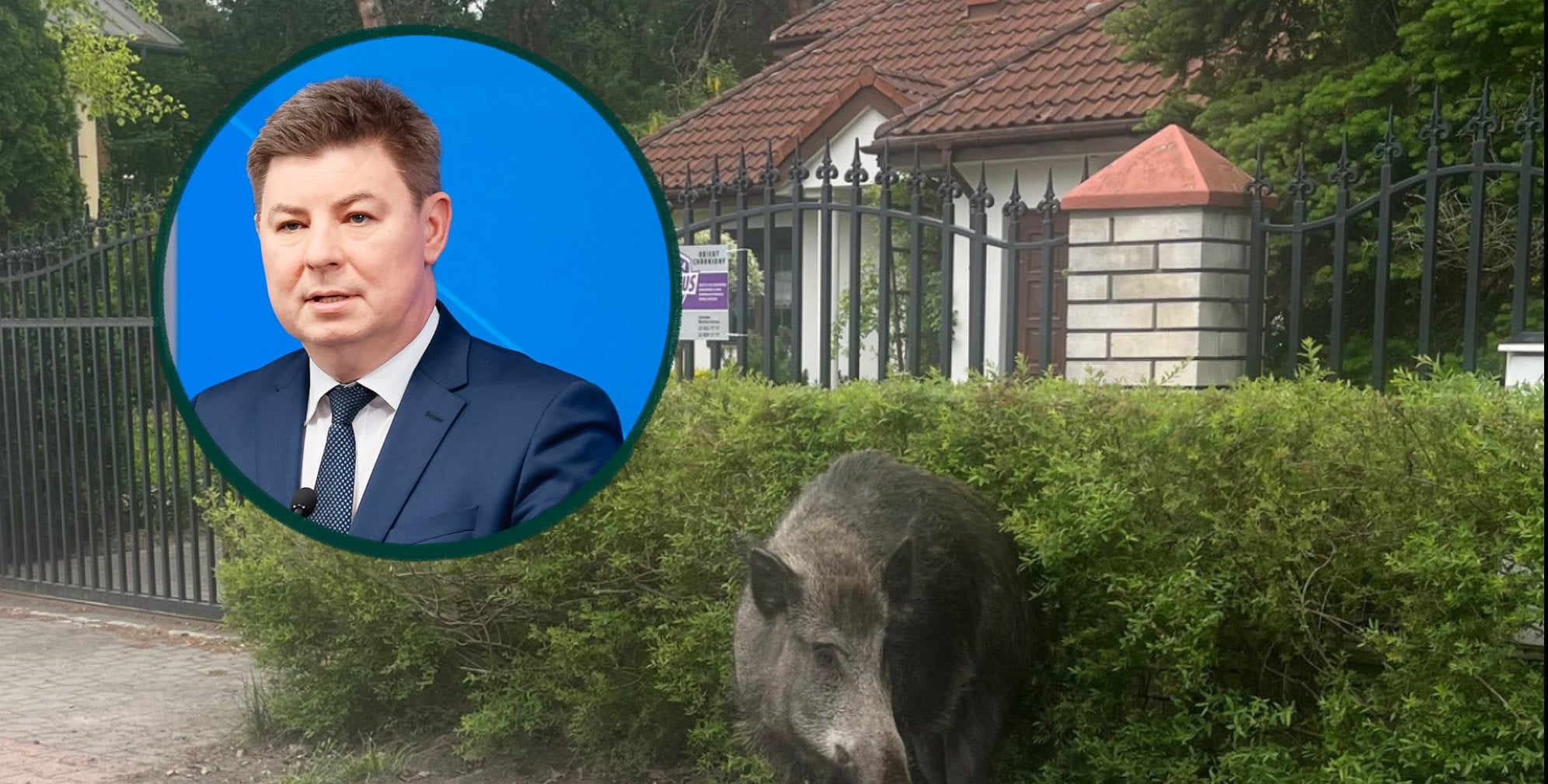 Finansowanie odstrzału dzików z budżetów samorządów? Rząd pracuje nad zmianami