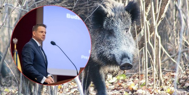 Przełom w sprawie dzików w mieście? Prezydent Warszawy powoła ekspercki zespół
