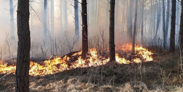 Pożar koło Wołomina. Płonie las w miejscowości Nowe Ręczaje