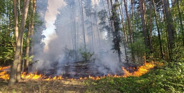 Gmina Głowaczów poluje na podpalacza. W powiecie 40 pożarów lasów od początku roku