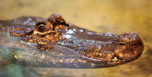 Aligatorzyca Marta to najbardziej sędziwe zwierzę w polskim ZOO. Właśnie obchodzi urodziny