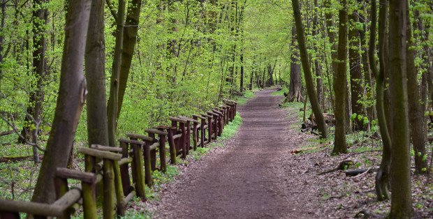 Czy Juwenalia AWF odbędą się w Lesie Bielańskim? RDOŚ: Wniosek jest analizowany