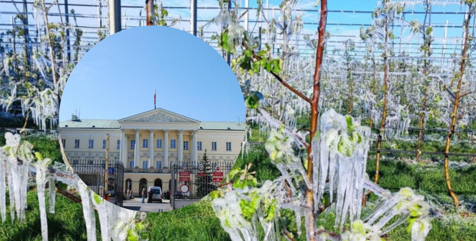 Straty po przymrozkach na Mazowszu zgłosiło ponad 1,7 tys. rolników. MRiRW ma wystąpić o pomoc do KE