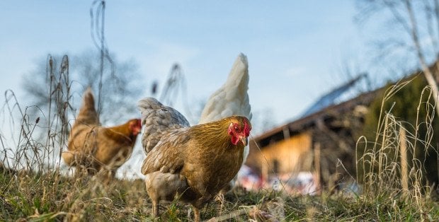 Ptasia grypa i rzekomy pomór drobiu. Na Mazowszu wybito już 11 mln sztuk ptactwa