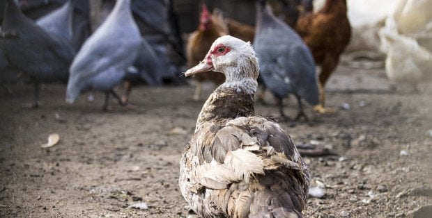 Nowa odmiana ptasiej grypy na Mazowszu. Wirus zmutował