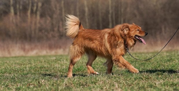 Darmowe czipowanie i możliwość adopcji. Schronisko na Paluchu zaprasza na akcję w plenerze